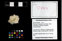 Foto (Objekt + Etikett) von Pithonoton marginatum (von Meyer, 1842)  (NHMW-GEO-2014-0194-0897)